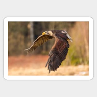 Bald Eagle in Flight Sticker